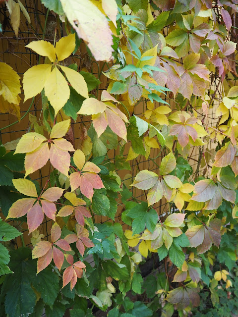 lingonberryhouse, syksy, autumn, 50 shades of fall, ruska, viherseinä