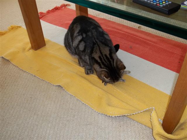 Ford Farm Diary 猫の好きな食べ物