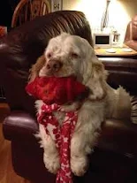 Clumber Spaniel