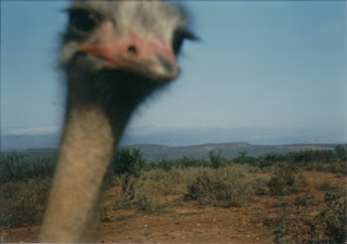 Ostrich at Oudtshoorn