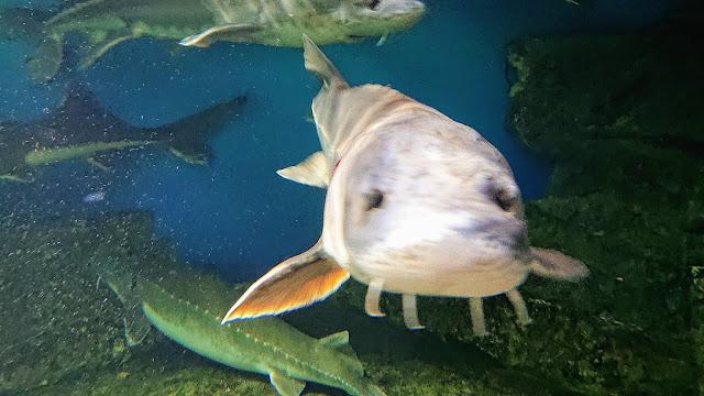 北海道 おたる水族館