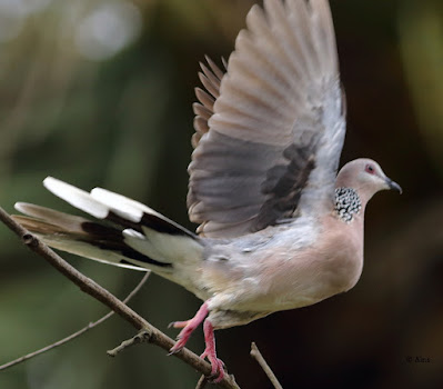 "Spotted Dove - Streptopelia chinensis, taking off."