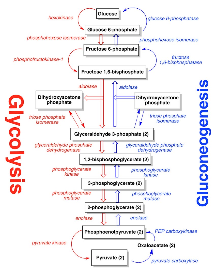 Glycolysis MCQ mostly asked in exam