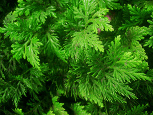 tanaman herbal Cakar Ayam (Selaginella doederleinii Hieron.) 