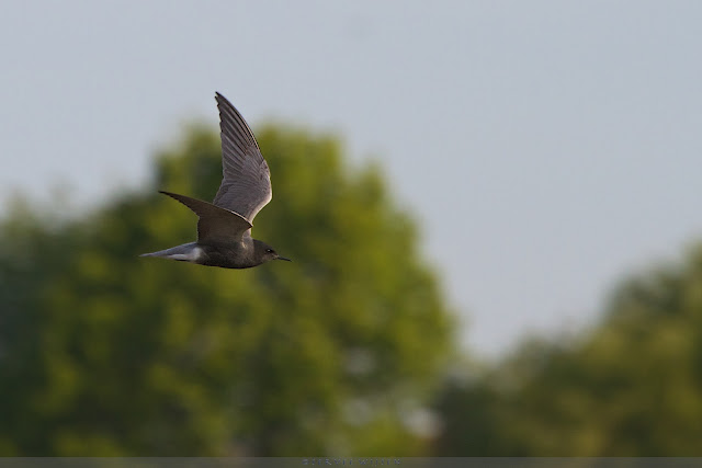 Zwarte Stern - Black Tern - Chlidonias niger