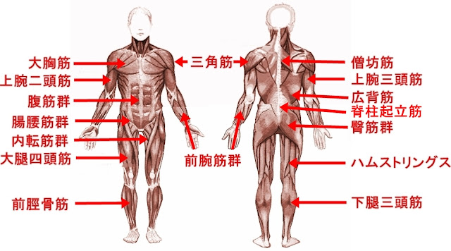 懸垂は毎日やるべき 筋肉痛を目安に超回復を考慮した実施の間隔 公式 公益社団法人 日本パワーリフティング協会