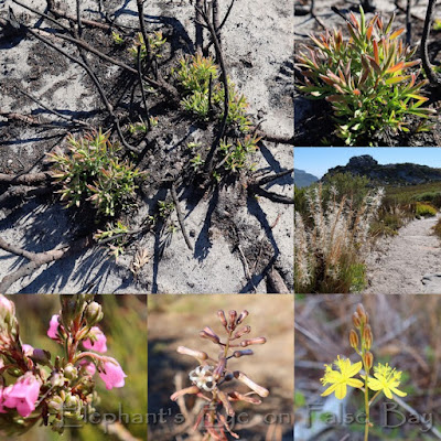 Elsie's Peak in February Flowers after December fire