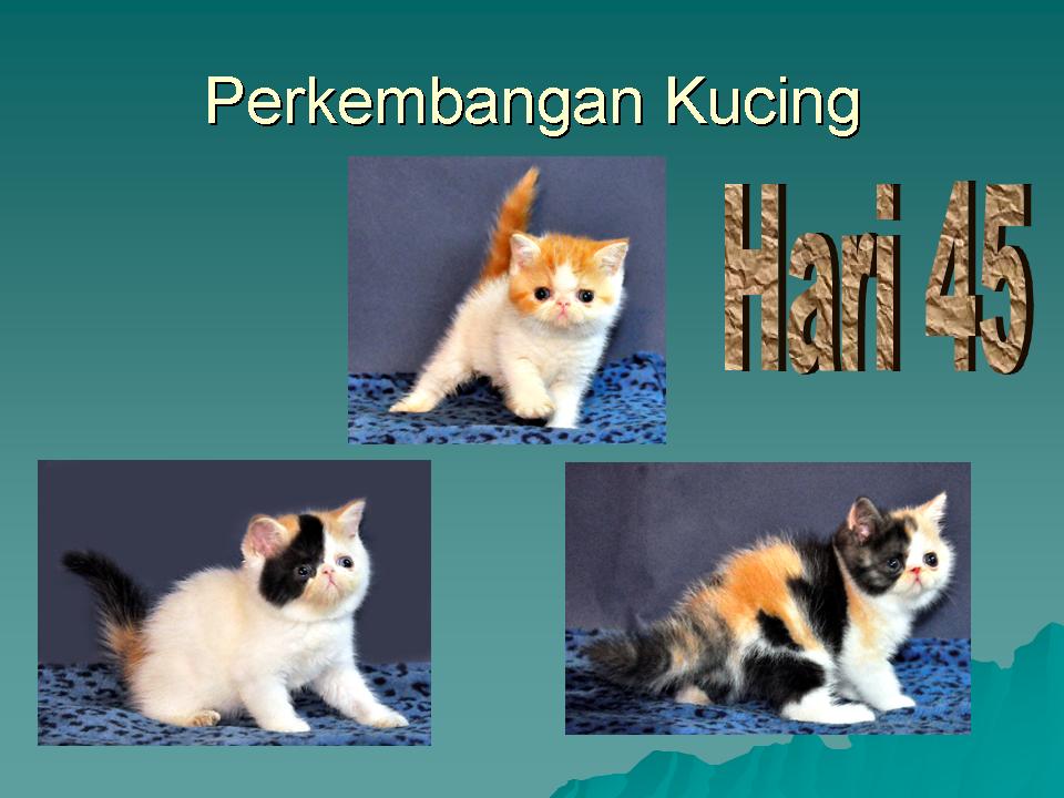 Perawatan Kucing Perkembangan Bayi Kucing dalam bentuk gambar 