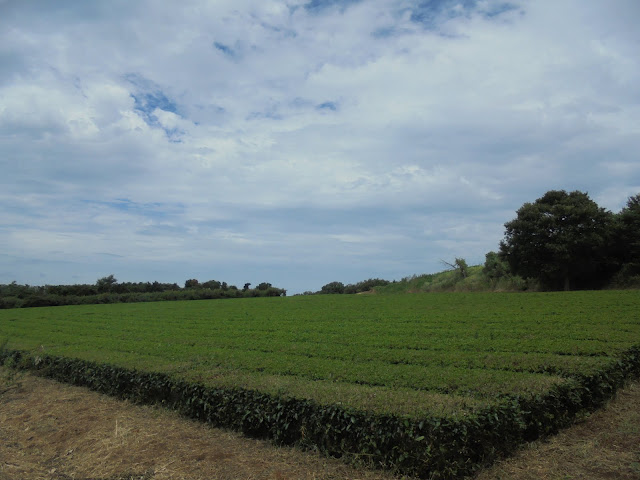 つぼかめ山の茶畑