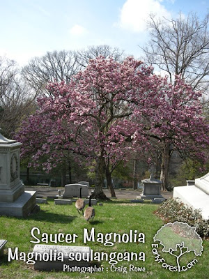ann magnolia tree pictures. saucer magnolia tree facts.