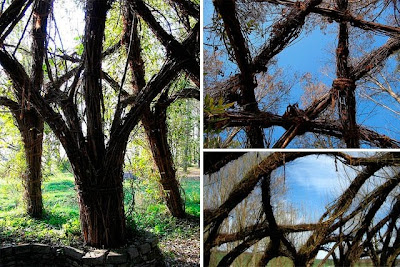 Amazing! Plants & Trees and how we use it naturally Seen On coolpicturesgallery.blogspot.com