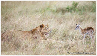 Lioness Adopted Baby Antelope