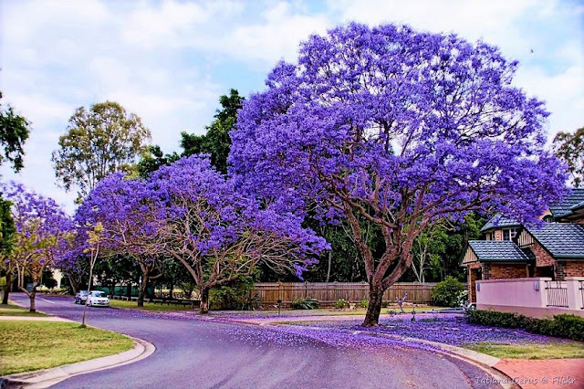 Jacarandá-mimoso (Jacaranda mimosifolia)