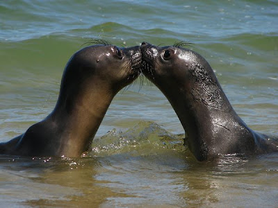seals kiss love picture
