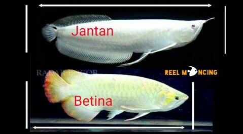 Perbedaan Ikan Arwana Jantan Dan Betina