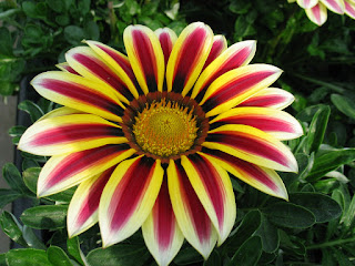 Flores que crecen rápido en nuestro jardín