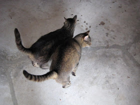 Two cats on rodent patrol (www.BarnCatBuddies.org)