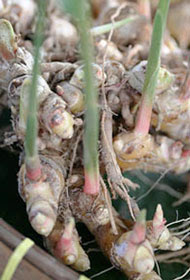 Zingiber Purpereum Roxb
