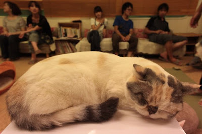 Tokyo's Cat Cafe Seen On  www.coolpicturegallery.us