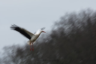 Wildlifefotografie Weißstorch Olaf Kerber