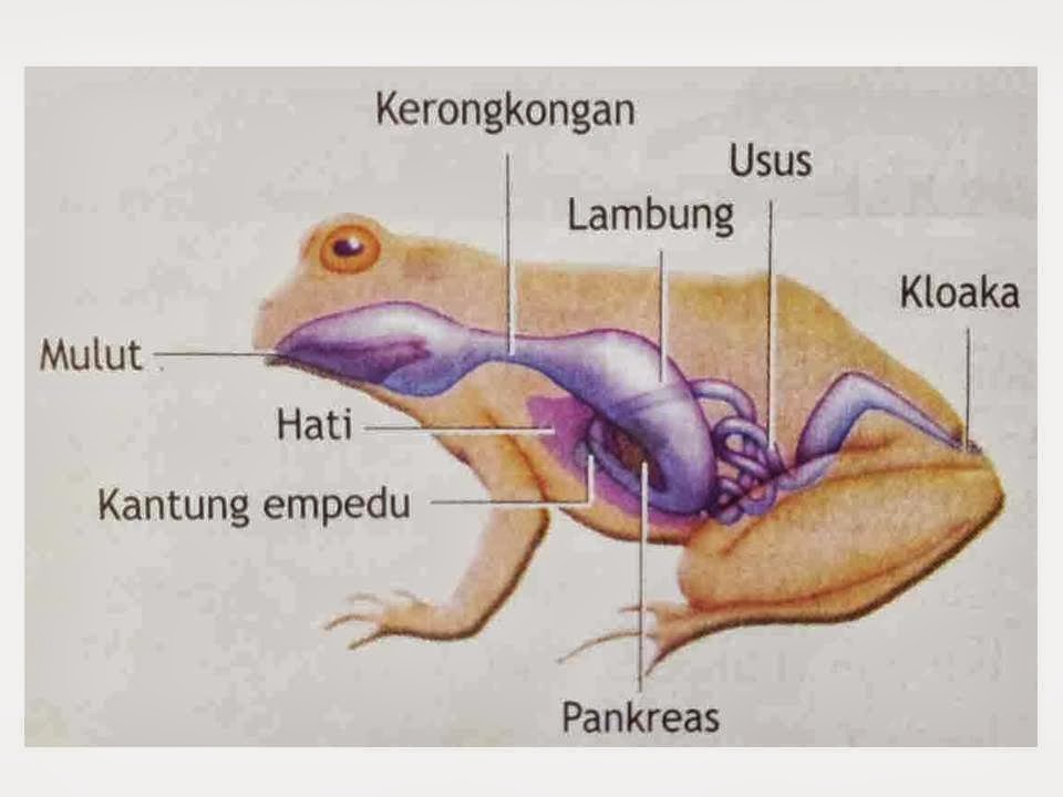 MAKALAH BIOLOGI HEWAN  AMFIBI  Jendela Ilmu