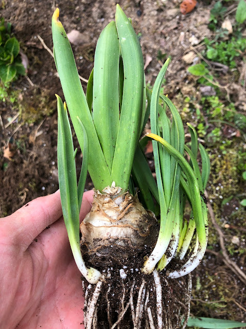 Planting Hyacinthus in our garden from flower pot.