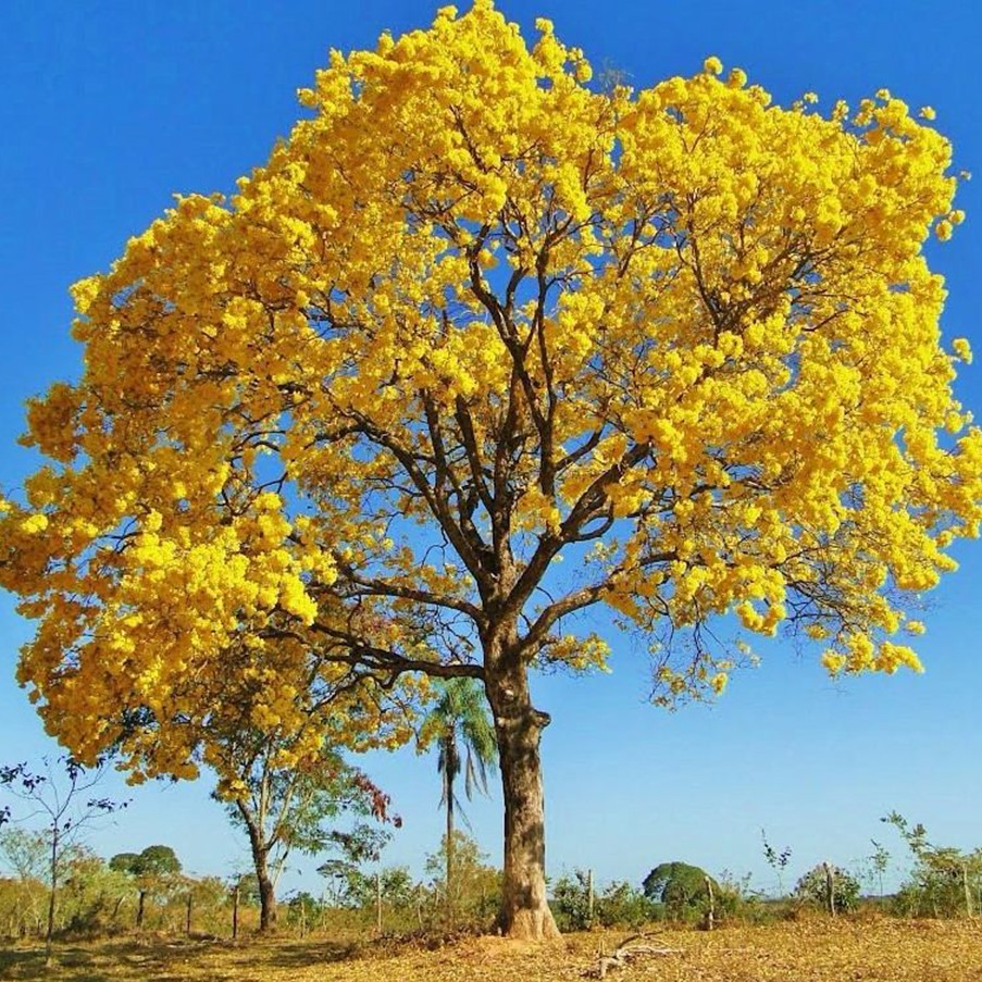 Ipê jaune, symbole de la région Centre-Ouest - Les 5 arbres emblématiques du Brésil