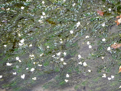 オオカナダモ 花言葉 の最高のコレクション すべての美しい花の画像