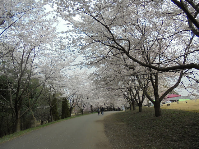 とっとり花回廊の桜の広場のソメイヨシノ桜
