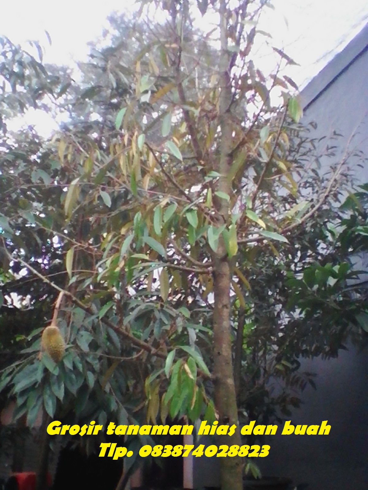  Pohon  durian montong cangkokan  berbuah Tukang taman 