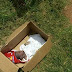 Baby Found Dead After Being Abandoned In A Carton In Onitsha, Anambra. 