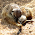 Meerkat love