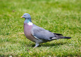 Wood Pigeon; Columba palumbus, on my back lawn in Crowborough.  15 June 2017. 