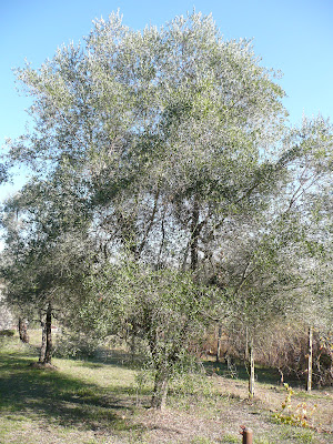 potatura olivo ribassare ulivi