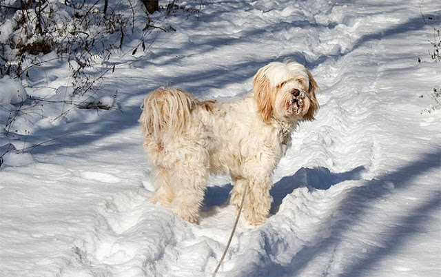 Tibetan Terrier Dog