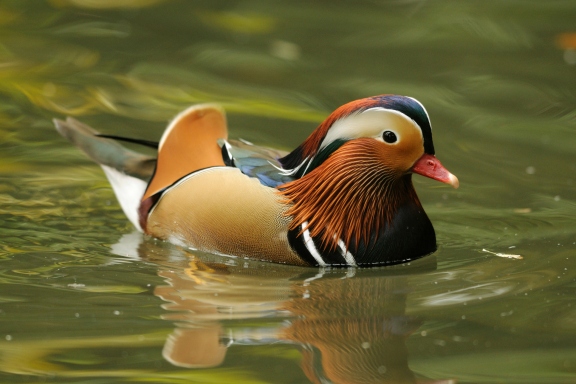 15 cutest endangered animals in the world, mandarin duck