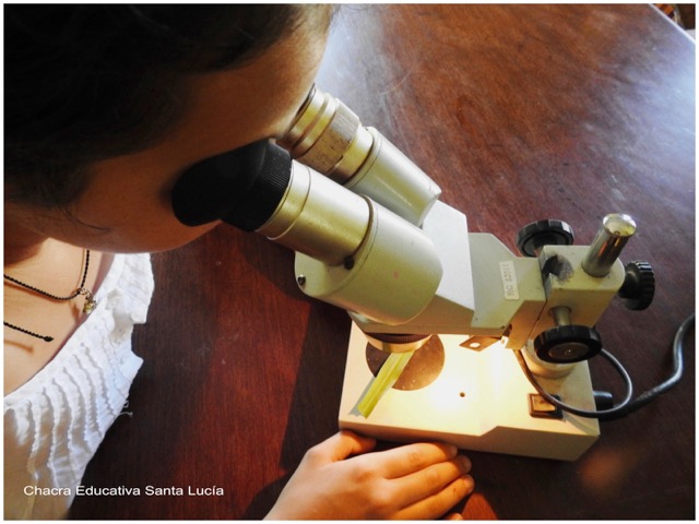 Observando la estructura de una hoja con la lupa binocular - Chacra Educativa Santa Lucía