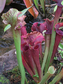 pitcher plant at Meijer Gardens