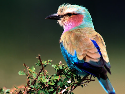 Beautiful Birds Wallpapers - Birds Desktop Wallpapers