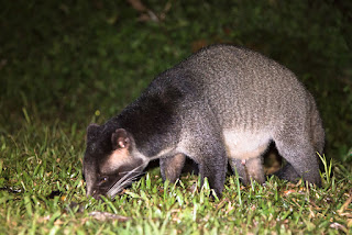 Mengobati Musang Yang Sering Ngiler