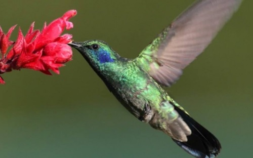 en que region de honduras es posible encontrar al colibri esmeralda
