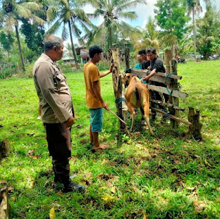 Bhabinkamtibmas Polsek Maiwa Enrekang Dampingi Tim Vaksinator PMK