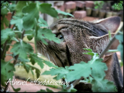 cat sniffing plant