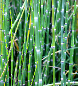 Horsetails