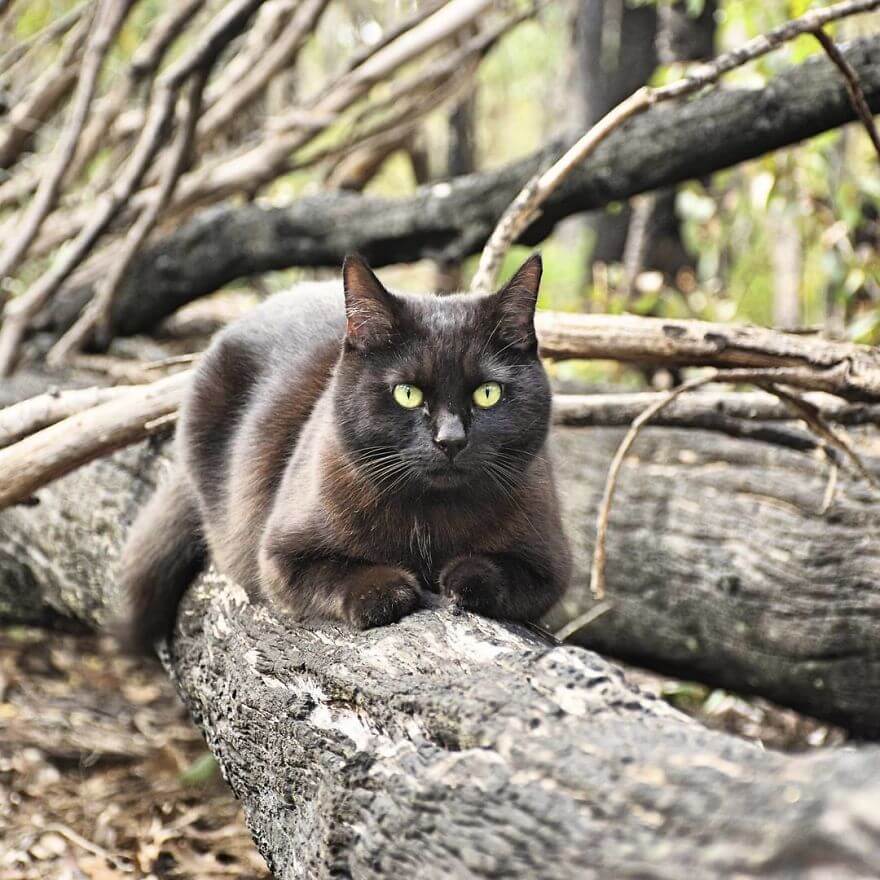 A Guy Quit His Job And Sold Everything 2.5 Years Ago To Travel With His Cat Willow In A Campervan