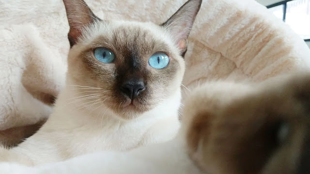 Siamese Cat With Blue Eyes