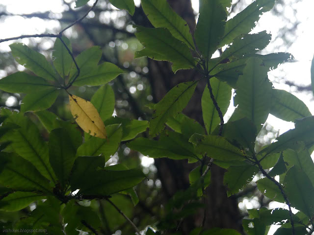 03: many green and one yellow leaf