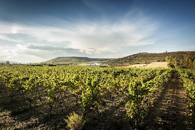 Antonella Corda vineyards