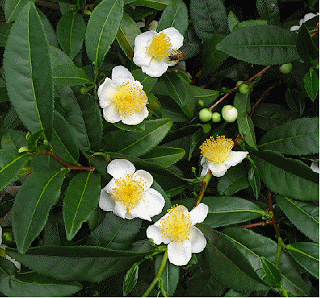 Coca Erythroxylum, the coca plant