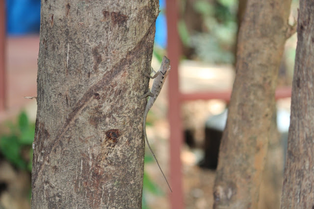 Lizard at the station, calodus rouxii